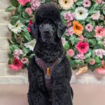 PXL_20260129_121946548